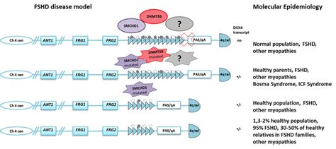 Molecular complexity in facioscapulohumeral muscular dystrophy (FSHD ...