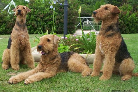 Airedale Terrier - Puppies, Rescue, Pictures, Information, Temperament, Characteristics ...