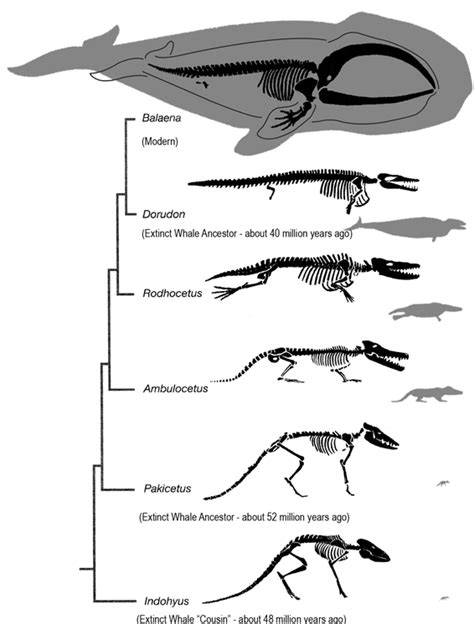 Topic 5.1 Evidence for Evolution - AMAZING WORLD OF SCIENCE WITH MR. GREEN