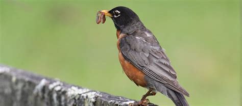 The Migratory American Robin | Critter Science