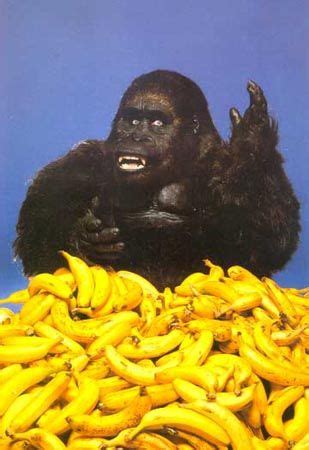 pictures of gorillas eating bananas | gorilla-bananas I Dont Belong Here, Monkey See Monkey Do ...