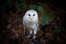 Snowy Owl Eyes Free Stock Photo - Public Domain Pictures