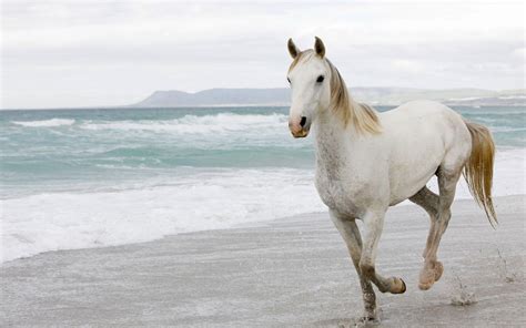 White Horse Running On Beach Wallpapers - Wallpaper Cave