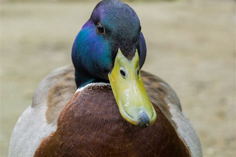 The meaning and symbolism of the word - «Duck»