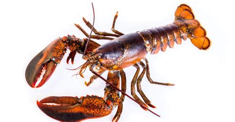 Discover The World’s Oldest Lobster (140 Years Old!) - AZ Animals