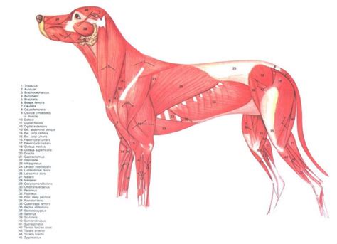 Canine muscles | Dog anatomy, Dog sculpture, Canine