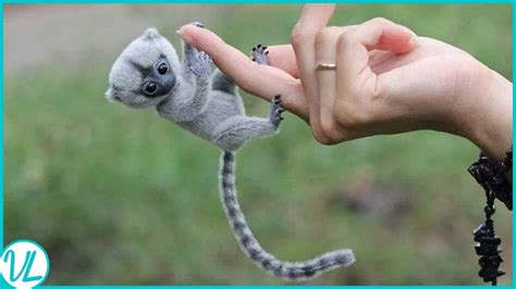 Finger Monkey! Most Adorable Animal In The World - YouTube