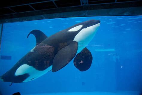 Orcas at SeaWorld? 8 Reasons They Don't Belong There | PETA