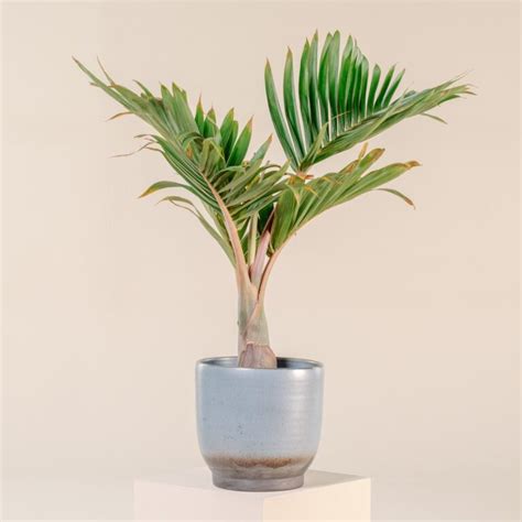 20 Beautiful Indoor Palm Trees To Create Your Home Oasis - Curbly