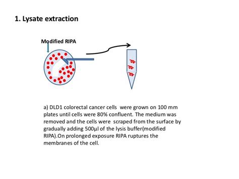 Immunoprecipitation