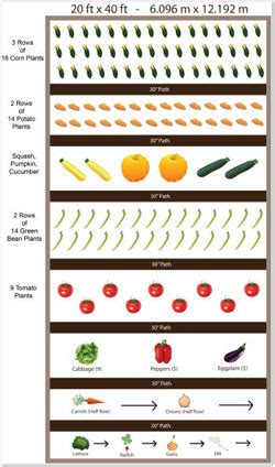 Planning a Vegetable Garden Layout for a Home Garden