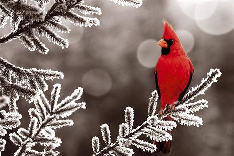 Cardinal Bird Wallpaper (52+ pictures) - WallpaperSet