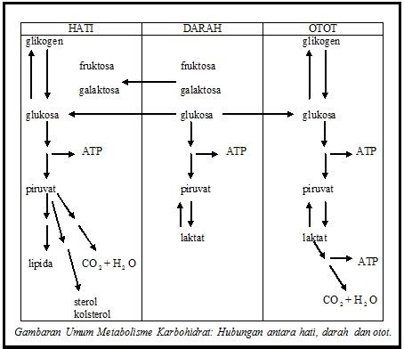 BIOKIMIA: Metabolisme Karbohidrat