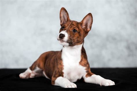 Basenji Dog - A-Z Animals