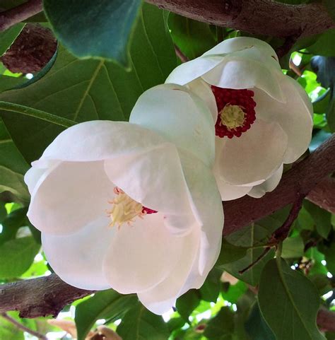 Magnolia Flowers Photograph by Margaret Hwang - Fine Art America