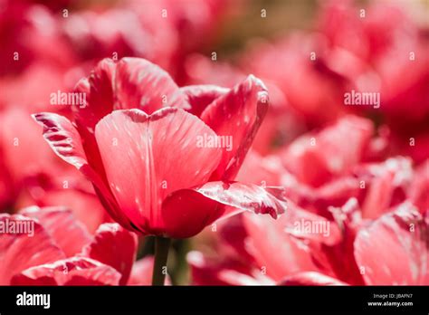 Close-up view of red tulips in a park, spring landscape background Stock Photo - Alamy