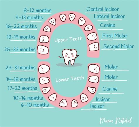 10.17-Baby-Teeth-Chart-What-Order-Do-They-Come-In-chart-by-Mama-Natural ...