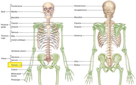 Coccyx bone anatomy, tailbone pain, fractured tailbone & treatment