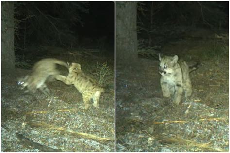 Watch Adorable Baby Mountain Lions Caught Playing on Trail Cam