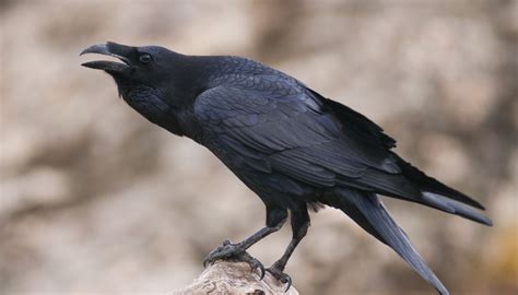 How to Identify a Raven Feather | Sciencing