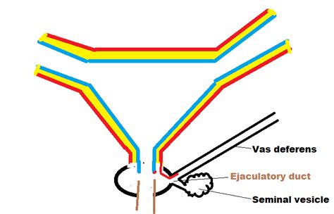 easyhumanatomy: Trigone of urinary bladder