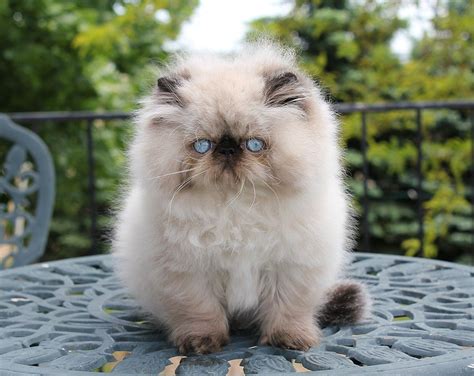 ALFENLOCH COFFEE CRISP Seal point male Himalayan kitten #persiancatmale | Pretty cats, Himalayan ...