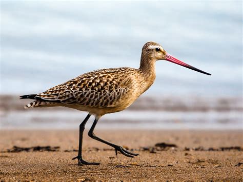 Amazing Bird Migrations From Around The World - CulturallyOurs