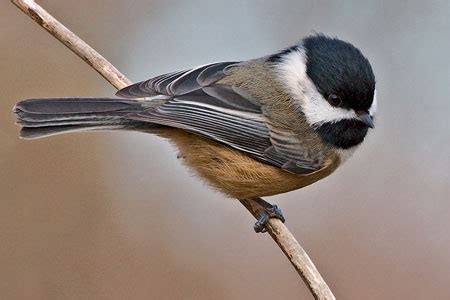 Black-capped Chickadee Facts - NatureMapping