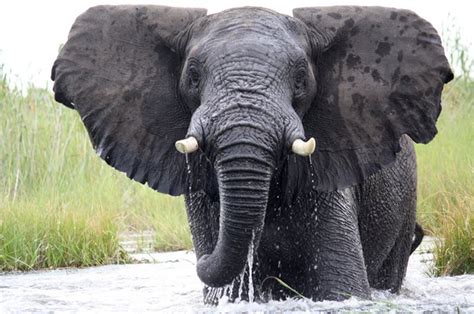 Elephant fiesta in the Okavango Delta - Australian Geographic