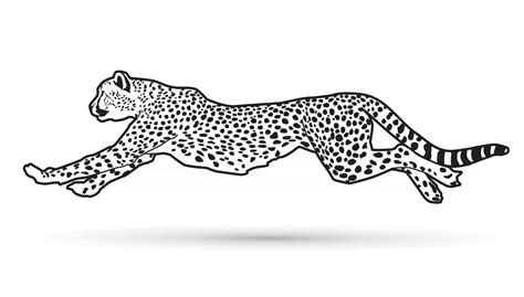 Cheetah Running Drawings