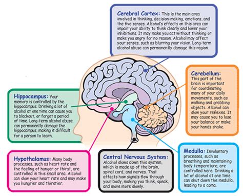 The Mental, Physical, and Social Effects Of Alcohol: Alcohol and Your Brain (Short Term)