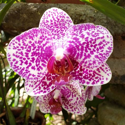 Tampa botanical garden orchids. #botanicalgarden #tampa #orchid | Botanical gardens, Orchids ...