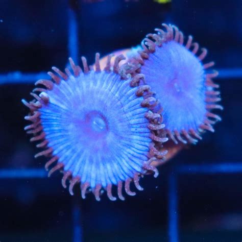 Coral Frags Canada: online coral frags for reef tanks in Canada