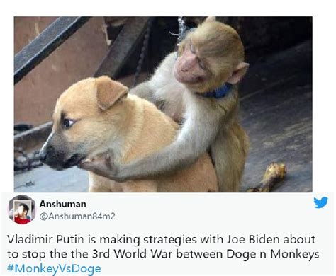 'Monkey vs Doge' gang war in Maharashtra triggers meme fest | Check hilarious reactions here