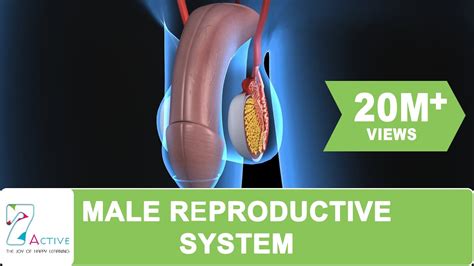 THE MALE REPRODUCTIVE SYSTEM OF HUMAN - YouTube