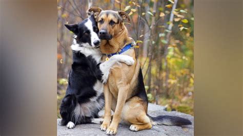 Video of Dog Giving His 'Best Friend' a Hug Goes Viral - ABC News