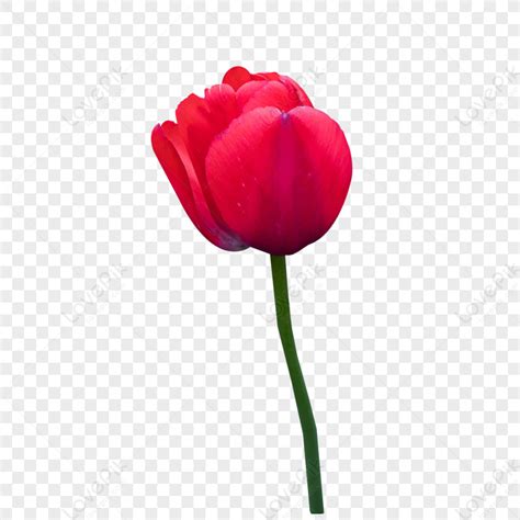 Red Tulip PNG Images With Transparent Background Free, 46% OFF