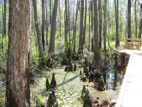 On the road again with the Bealls: Okefenokee Swamp