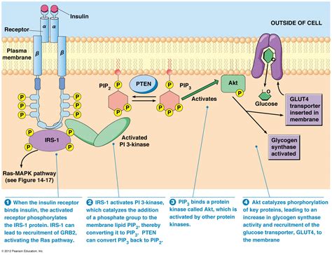 What happens to insulin once it has bound to its receptor?