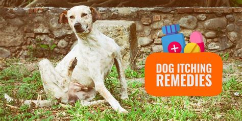 10 Best Dog Itching Remedies – Natural and Commercial Remedies