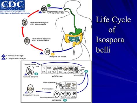 Isospora Belli Life Cycle