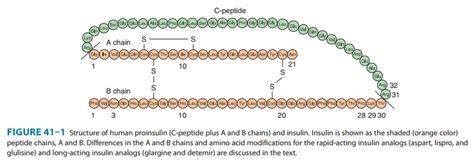 Insulin