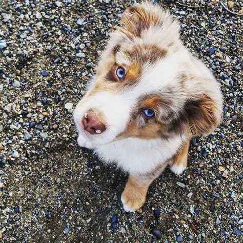 Brown Australian Shepherd Blue Eyes