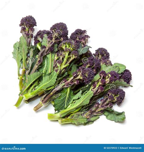 Purple sprouting broccoli stock image. Image of isolated - 52370923