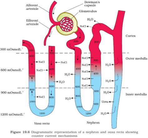 Biology A2 revision OCR