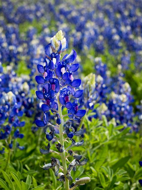 Texas Bluebonnets ‹ Dave Wilson Photography