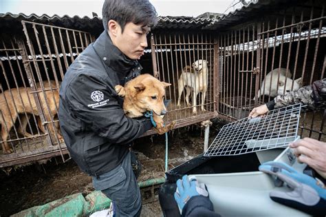 South Korea Introduces Bill To Ban The Dog Meat Trade, Hailed As “Historic Moment For Animal ...