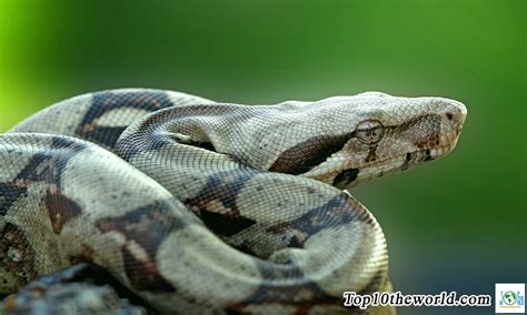 Top 10 Largest Snakes in the World - Top10theworld.com