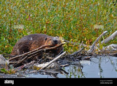 Canada north american beaver (Castor canadensis) on a dam, dragging ...