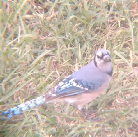 Blue Jay with the tip of his beak missing - FeederWatch